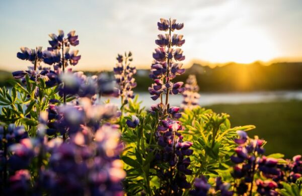 Fra blomst til krop: Linalools rolle i cannabis og dens sundhedsmæssige fordele