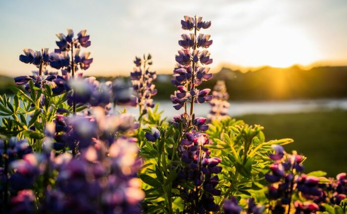 Fra blomst til krop: Linalools rolle i cannabis og dens sundhedsmæssige fordele