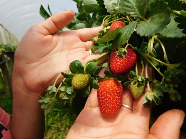 Fra jord til bord: Oplev cameron highlands’ jordbærplantager og lokale smagsoplevelser