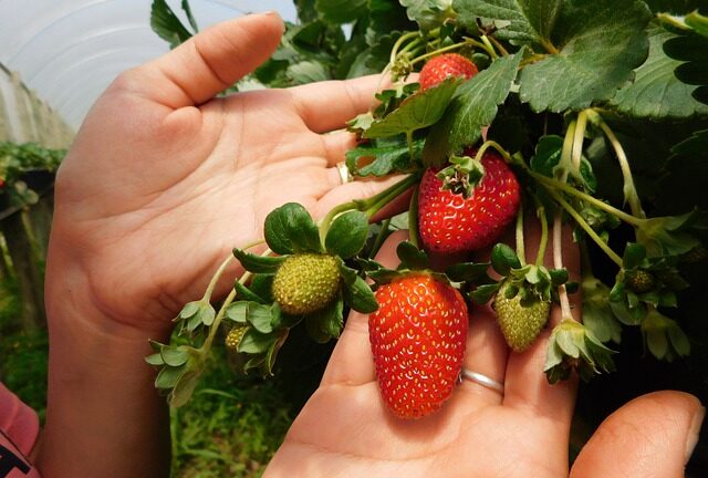 Fra jord til bord: Oplev cameron highlands’ jordbærplantager og lokale smagsoplevelser