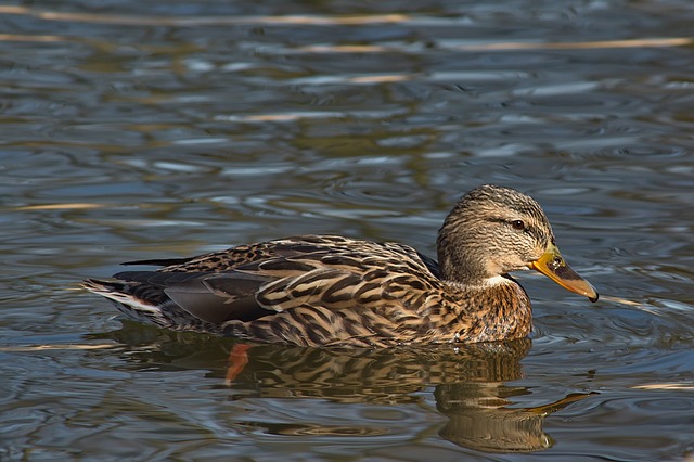 Gode råd til at løse svære krydsord på rekordtid